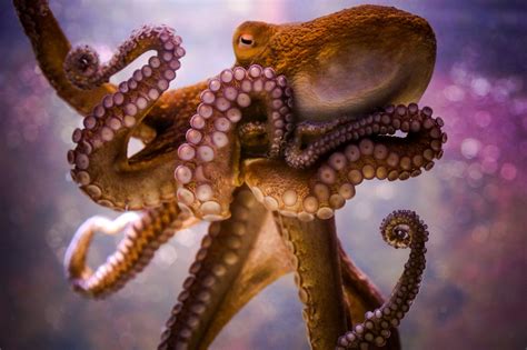 animals, Octopus, Bokeh Wallpapers HD / Desktop and Mobile Backgrounds