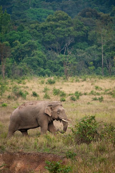 2.5-day wildlife tour in Khao Yai national park by Tontan travel ...