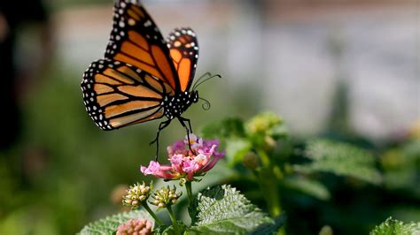 Survey: Western monarch butterfly moving closer to extinction