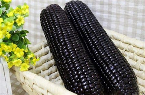 500 Seeds BLACK AZTEC SWEET CORN- Zea mays - Makes an excellent blue cornmeal.90 days | Sweet ...