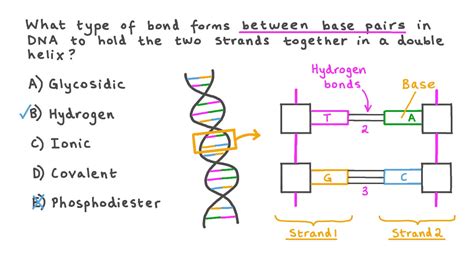 Dna Structure Labeled Hydrogen Bonds