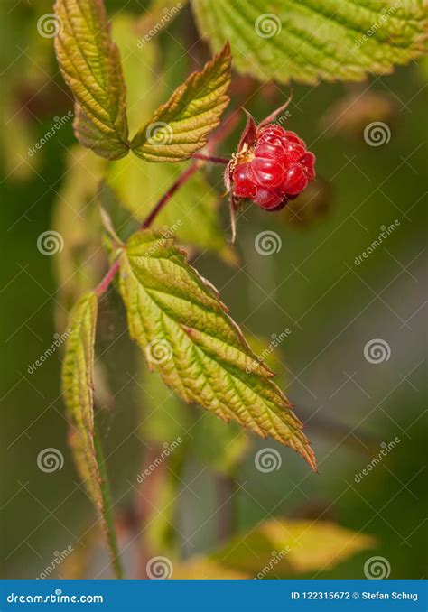 Raspberry - Rubus Idaeus - Fruit & Leaves Stock Photo - Image of ...