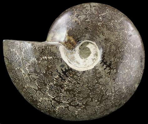 9.6" Polished Ammonite Fossil - Suture Pattern Exposed (#51868) For Sale - FossilEra.com