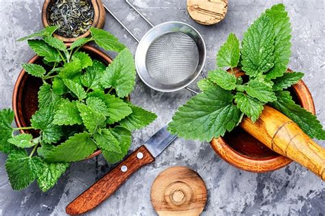 Lemon Balm Recipes: food, drinks, remedies, + more!