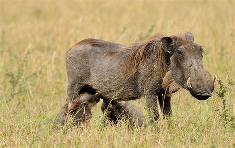 The Ugly Five Animals of Africa