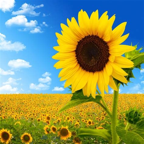 Sunflower image 06 hd pictures Free stock photos in Image format: jpg, size: 6016x6016 format ...