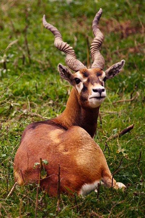 Fotos gratis : animal, masculino, fauna silvestre, salvaje, ciervo, cuerno, marrón, mamífero ...