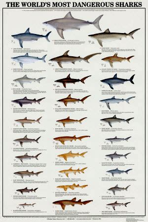 The cookiecutter shark is a small species of dogfish shark that lives ...