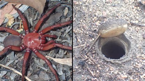 Giant new trapdoor spider discovered in Australia is terrifying - News - LADbible