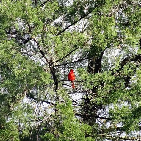 Cardinal spotting near Ocala National Forest 🌳