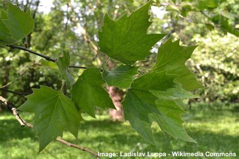 London Plane Tree: Leaves, Bark, Flowers (Pictures) – Identification