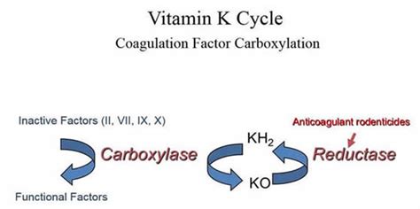 Vitamin K Deficiency | Cornell University College of Veterinary Medicine