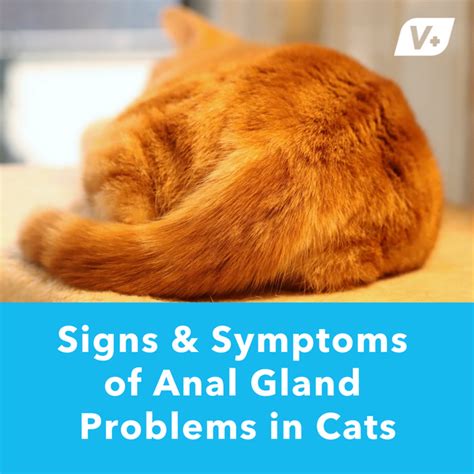 Cat Anal Gland Issues: Signs & Symptoms | Glandex