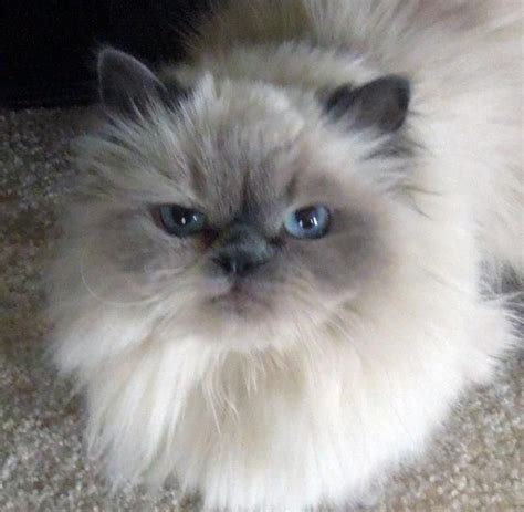 Adopt Lindsay on Petfinder | Himalayan cat kitten, Himalayan persian cats, Himalayan cat