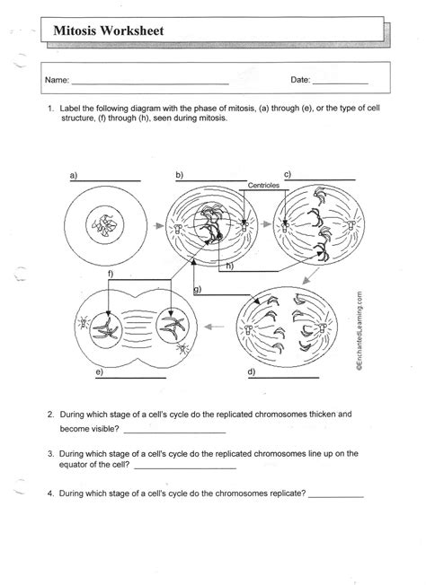 Ms. Friedman's Biology Class: Mitosis Worksheet