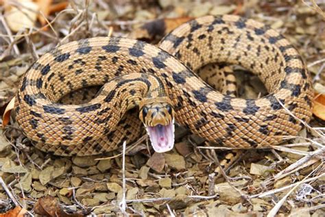 What Do Gopher Snakes Eat? – Fauna Facts