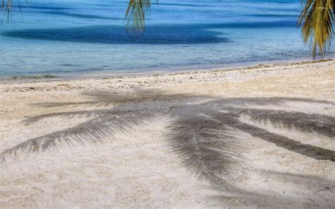 Palm tree shadow on the sandy beach wallpaper - Beach wallpapers - #36557