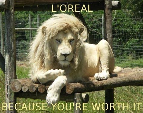 13 Amazingly Hilarious Lion Memes - I Can Has Cheezburger?