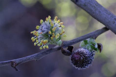 Catkins Bush Blossom Flower Bud - Free photo on Pixabay - Pixabay