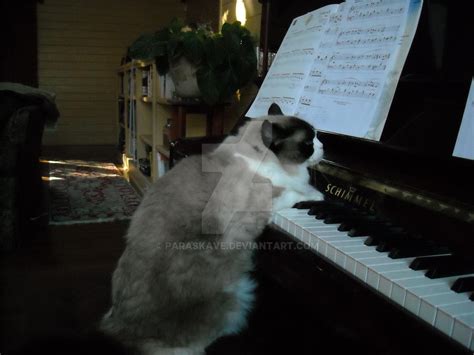 cat playing piano by paraskave on DeviantArt