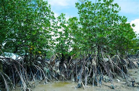 Indonesia-UEA Sepakat Bangun Pusat Mangrove di Indonesia - Jaring Nusa KTI