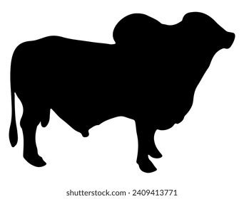 Brahman Bull Silhouette Vector Art White Stock Vector (Royalty Free ...