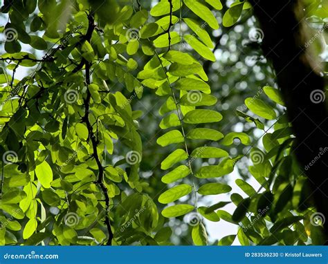 Green Leaves of a Black Lotus Tree Backlit by the Sun Stock Photo ...