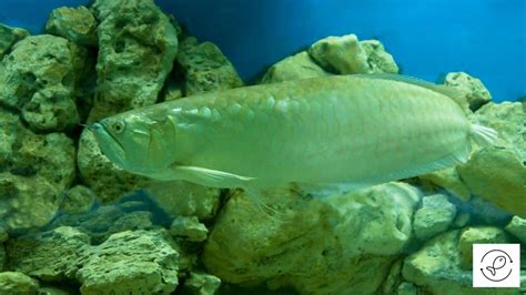 Silver Arowana Care Guide: Tips for a Thriving Aquarium