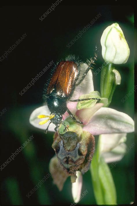 Pollination of orchid flower - Stock Image - B786/0844 - Science Photo ...