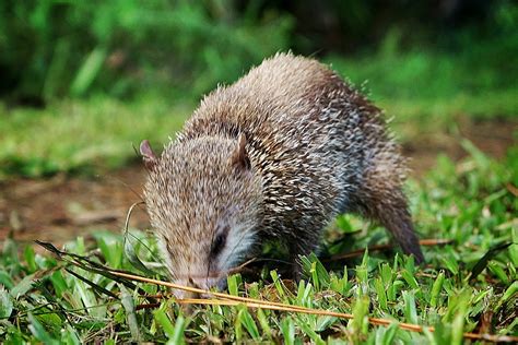 Tangue / Tailless Tenrec | "The tailless tenrec (Tenrec ecau… | Flickr