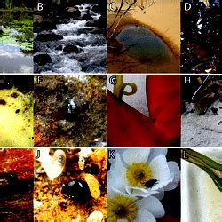 A selection of habitat diversity within the Hydrophilidae.