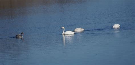 Birding Along the St. Lawrence River | Visit Malone