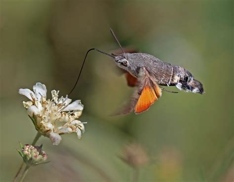 2880px-Hummingbird_hawk_moth_Macroglossum_stellatarum_in_flight | Hawaii Reporter