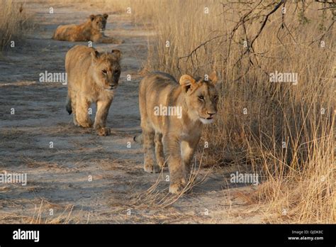 Gweru, Zimbabwe. 14th Aug, 2016. Lion cubs attend a lion walk at the ...