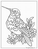 20 Hummingbird Coloring Pages Free PDF Printables sketch template
