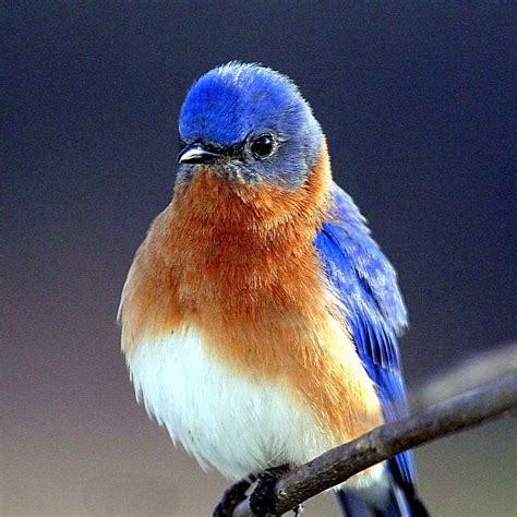 a beautiful bluebird lookin so pretty - Birds Photo (36097649) - Fanpop