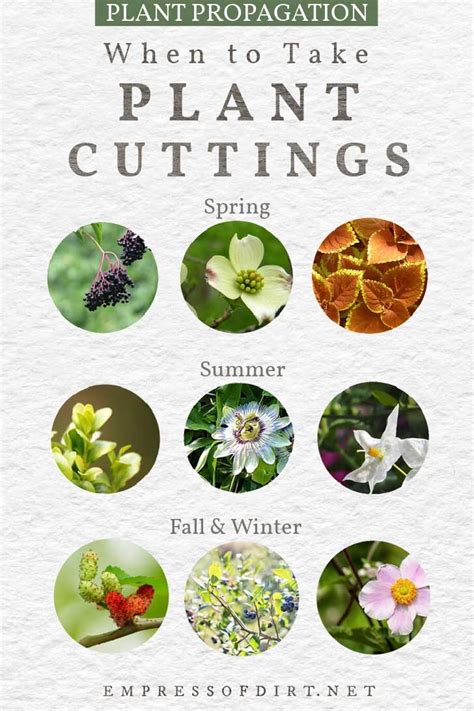 5 Example of Stem Cutting Plants - IzayahqoBarker