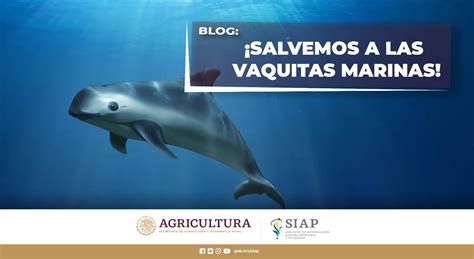 ¡Salvemos a las vaquitas marinas! | Servicio de Información ...