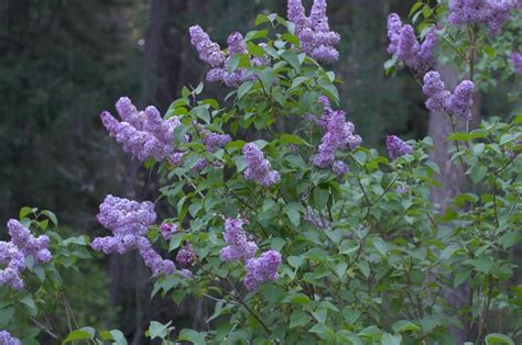 How to Grow Lilacs, its easier than you think! - Flower Patch Farmhouse