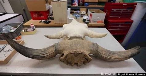 Royal Alberta Museum Gets Gigantic Ice Age Bison Skull | HuffPost Alberta