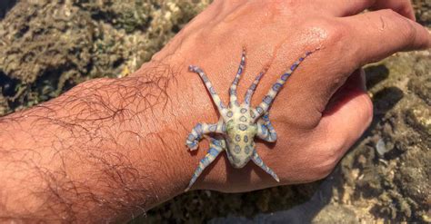 Blue-Ringed Octopus - A-Z Animals