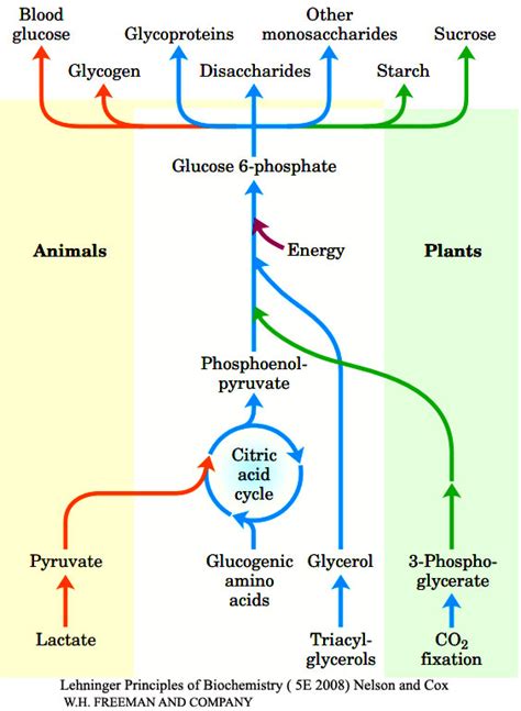 Gluconeogenesis: Reactions and the Key enzymes of gluconeogenesis Regulation of gluconeogenesis ...