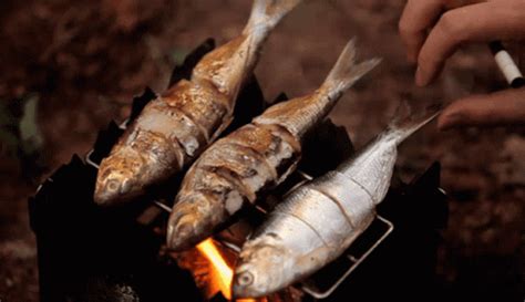 Fish Dinner GIFs | Tenor