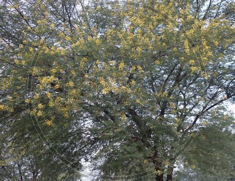 Image of Vachellia Nilotica ( Babool ) Tree With Flowers And Green Leaves At Reengus In ...