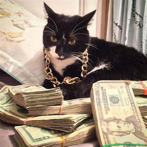 Rich Gangster Cats | Money cat, Cute cat wallpaper, Cat wallpaper