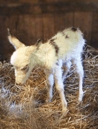 Baby Alert! Mini-Donkey Gives Birth to Healthy Baby - Animal Rescue ...