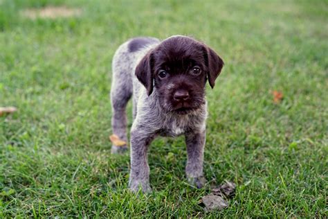 4 Facts About Wirehaired Pointing Griffons - Greenfield Puppies