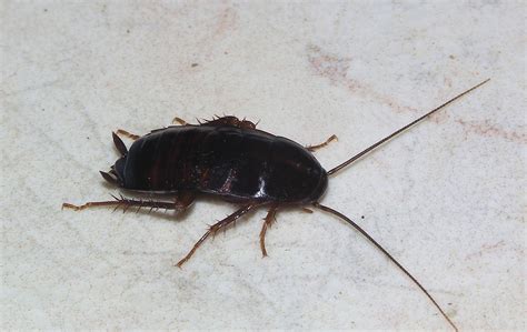 Oriental Cockroach (Blatta orientalis) - Vector Control Services