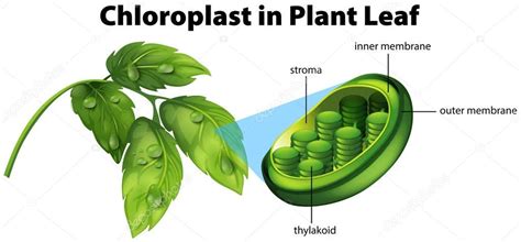 Diagrama que muestra de cloroplasto en hoja de — Vector de stock © blueringmedia #151487010