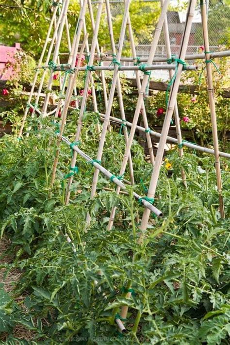 34 Best tomato support ideas for better yield | My desired home